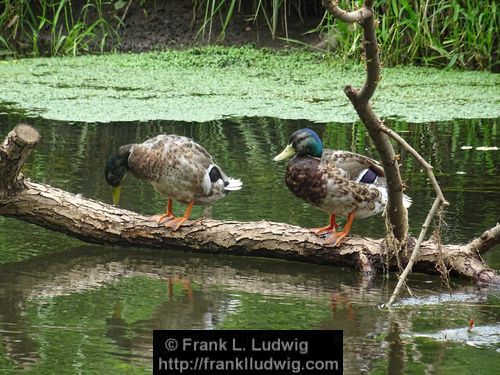 Mallards